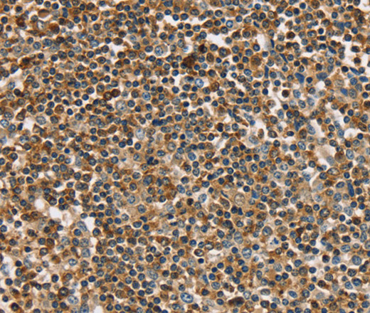 Валидация Elabscience E-AB-11489