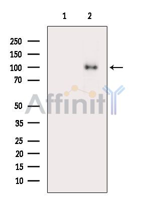 Валидация Affinity DF9312 - 21777