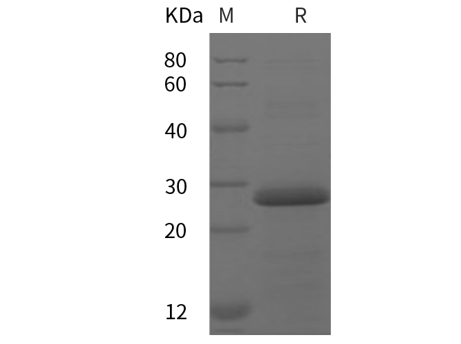 Валидация Elabscience PDEH100853(289)