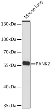 Валидация Elabscience E-AB-92074