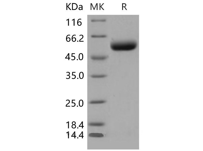 Валидация Elabscience PKSM040506(4499)