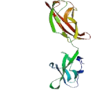 Cadherin, Neuronal (CDH2)