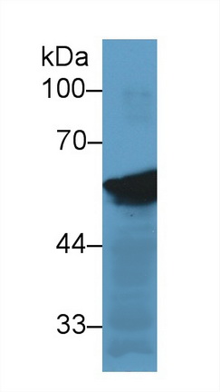 14675