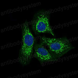 Валидация IF - AntibodySystem RHG28901