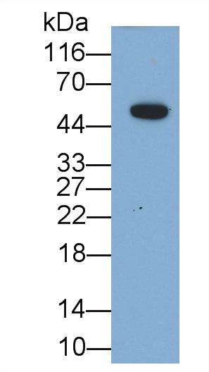 64235