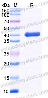AHD06901, SDS-PAGE