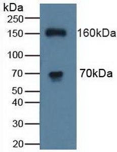 5018