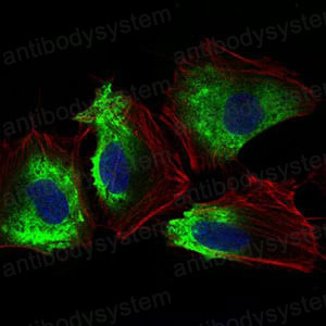 Валидация IF - AntibodySystem RHC07802
