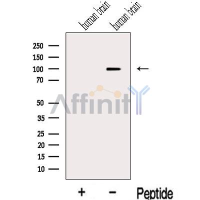 Валидация Affinity DF13109 - 8007