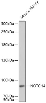 Валидация Elabscience E-AB-62154