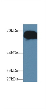14550