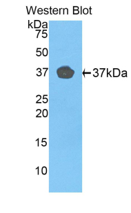 50013