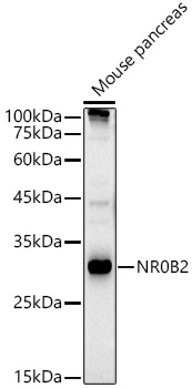 Валидация Elabscience E-AB-67353