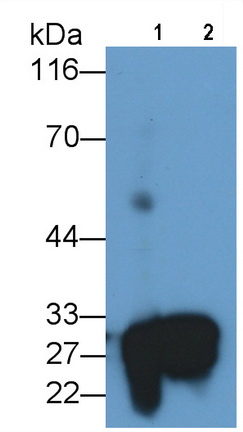 26234
