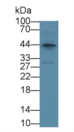 17678