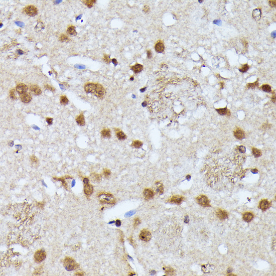 Валидация Elabscience E-AB-66723