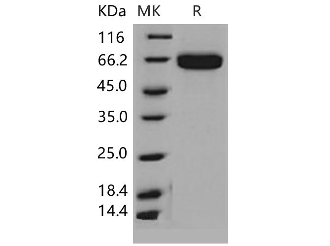 Валидация Elabscience PKSM040594(4580)