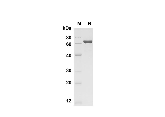 Валидация Elabscience PDMM100152(1112)