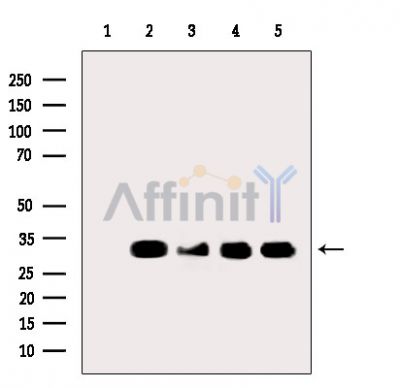 Валидация Affinity DF3713 - 14761