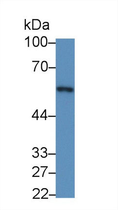 14687
