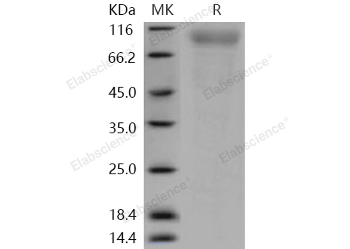 Валидация Elabscience PKSH031138(1915)