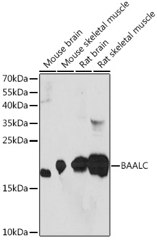 Валидация Elabscience E-AB-91186