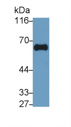 28333