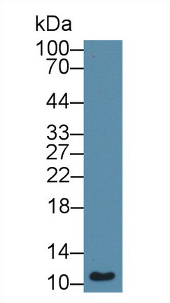 8494