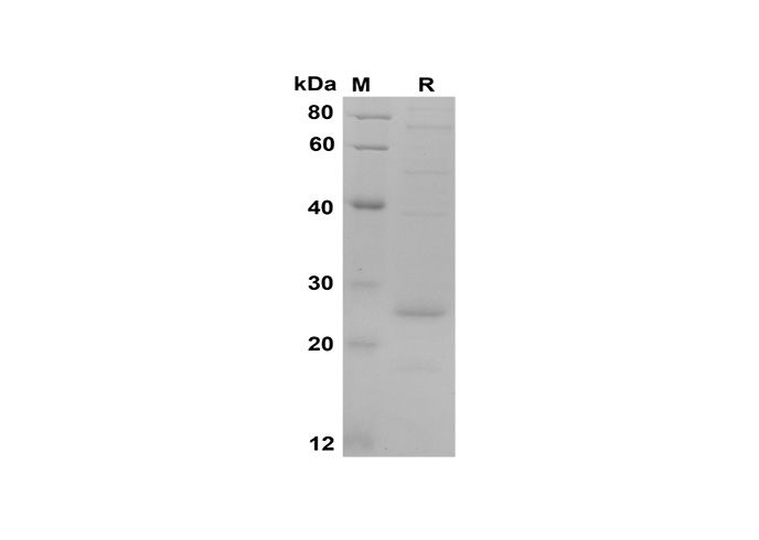 Валидация Elabscience PDEH100577(89)