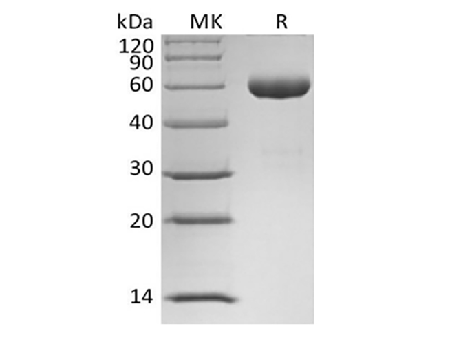 Валидация Elabscience PKSH033955(4184)