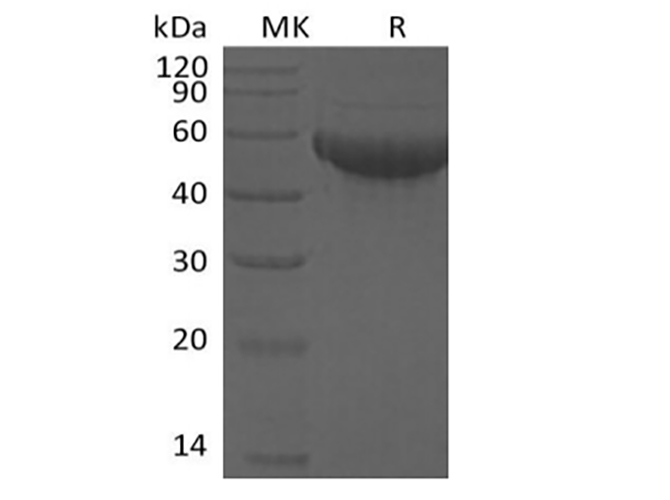 Валидация Elabscience PKSH033936(4166)
