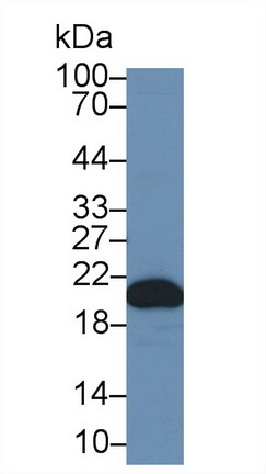 9597