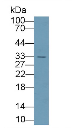11911