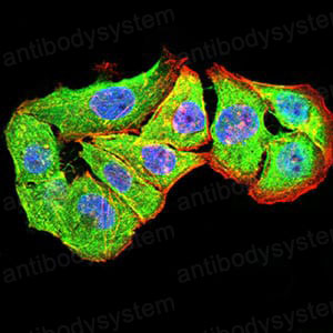 Валидация IF - AntibodySystem RHE83601