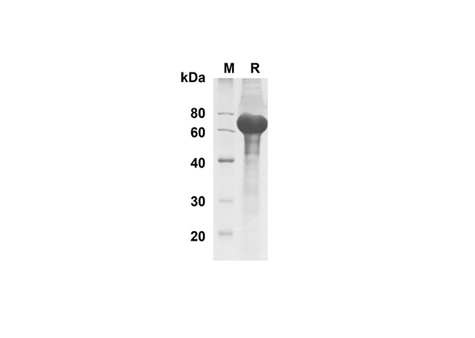 Валидация Elabscience PDMH100303(915)