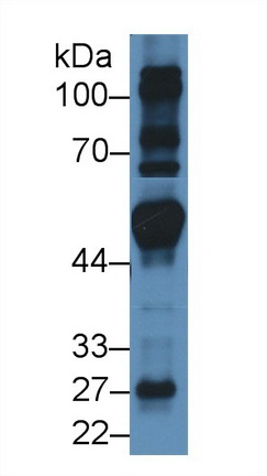 10434