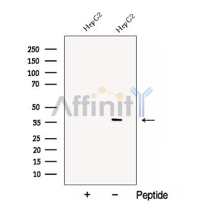 Валидация Affinity DF12911 - 7661
