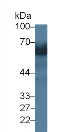 14325
