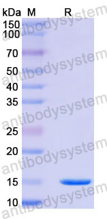 Валидация SDS-PAGE - AntibodySystem RHA67001