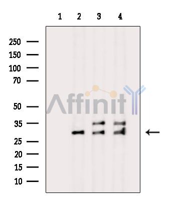 Валидация Affinity DF9046 - 21294