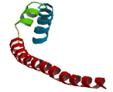 Keratin 8 (KRT8)