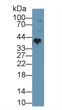 13411