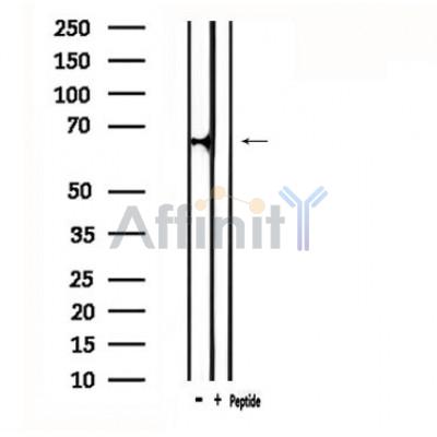 Валидация Affinity DF4817 - 16570