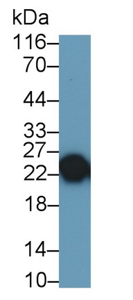 53147