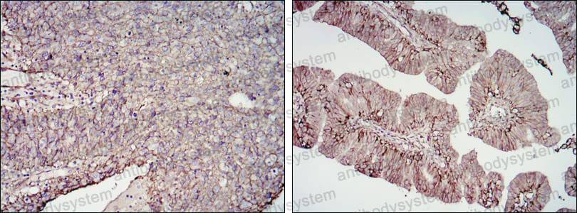 Валидация AntibodySystem RHJ04003 (3324)