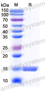 Валидация SDS-PAGE - AntibodySystem RHB42603