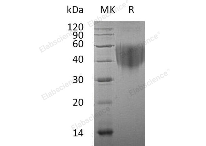 Валидация Elabscience PKSH031476(2175)