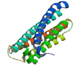 Huntingtin Interacting Protein 12 (HIP12)