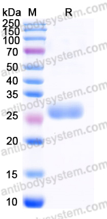 YHF71903, SDS-PAGE