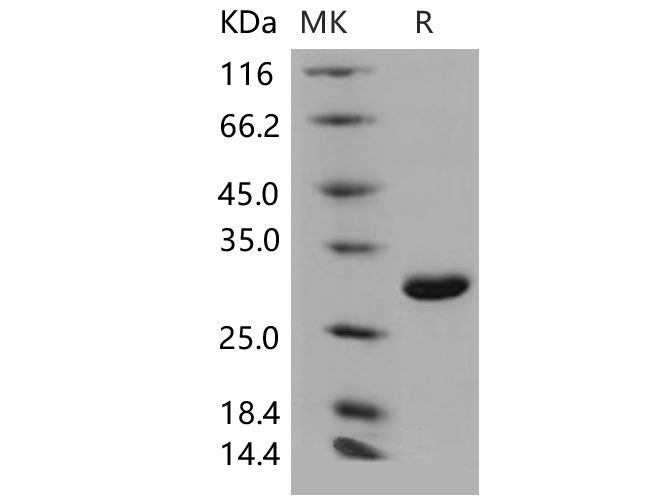 Валидация Elabscience PKSM040546(4536)